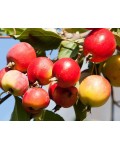 Яблуня червонолиста райська плоди